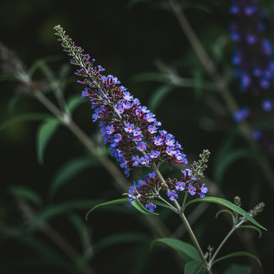 Blue Buddleia Flower Seeds for Planting