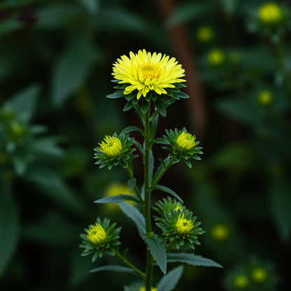 Aster Flower Seeds for Planting - Vibrant Yellow-Green Blooms for Stunning Garden Arrangements