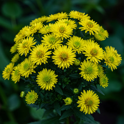 Aster Flower Seeds for Planting - Vibrant Yellow-Green Blooms for Stunning Garden Arrangements