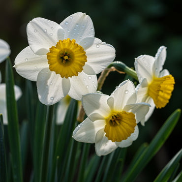 White Narcissus Flower Seeds - Grow Elegant Pure White Blooms for a Fresh Garden Addition