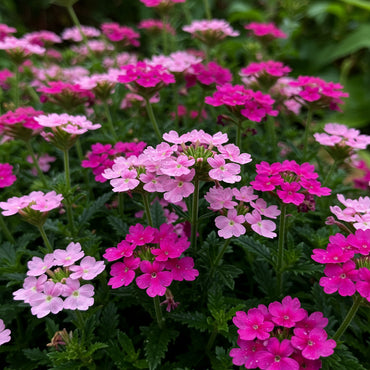 Verbena Flower Seeds for Planting Mixed Colors - Enrich Your Garden Collection with Vibrant and Diverse Verbena Seeds
