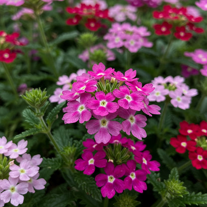 Verbena Flower Seeds for Planting Mixed Colors - Enrich Your Garden Collection with Vibrant and Diverse Verbena Seeds