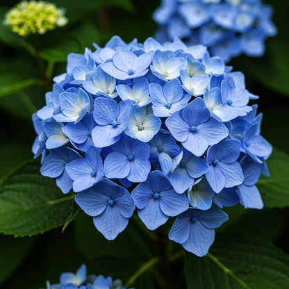 Blue Hydrangea Seeds for Lush Planting