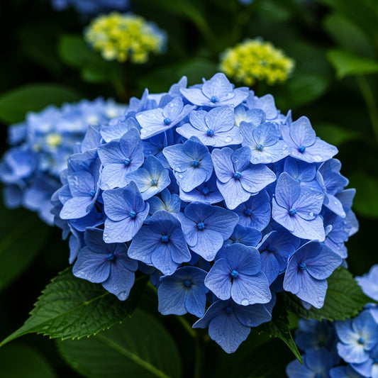 Blue Hydrangea Seeds for Lush Planting