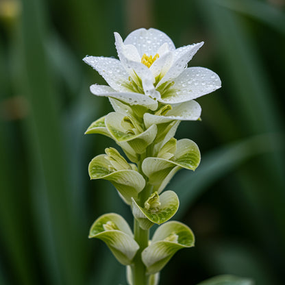White Wasabi Diplotaxis Seeds for Planting  Flavorful Garden Choice