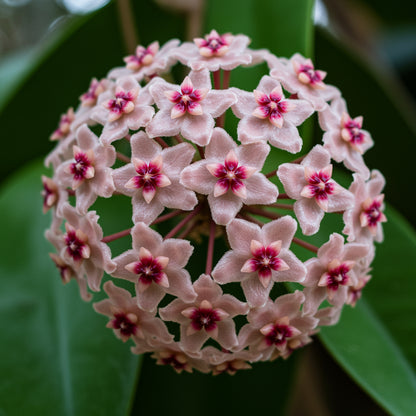 Exotic Hoya Flower Seeds for Planting - Green & Maroon Varieties
