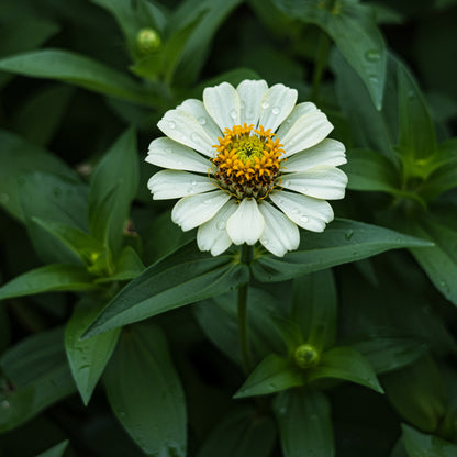Vibrant White Pink Zinnia Planting Seeds for Your Garden