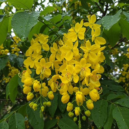 Yellow Cassia Alata Seeds for Planting - Medicinal Benefits