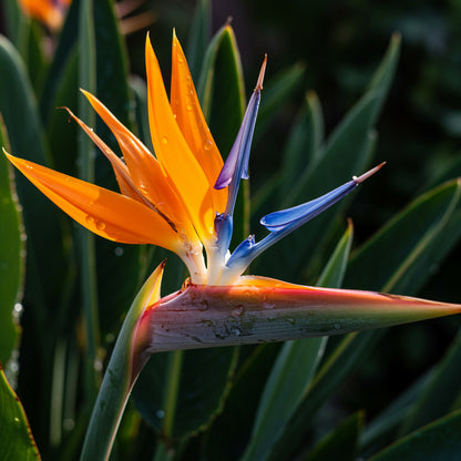 Strelitzia Flower Seeds Yellow Green