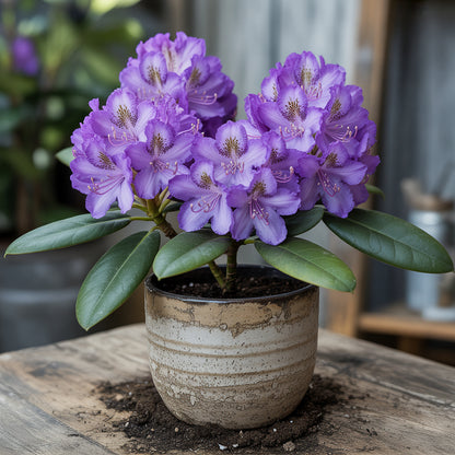 Rhododendron Violet Flowering Seeds for Planting