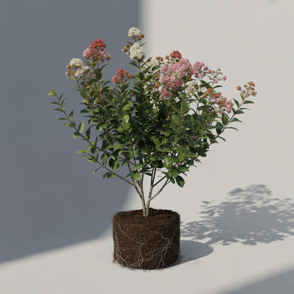 Crape Myrtle Multi Colour Seeds for Planting - Vibrant Garden Blooms