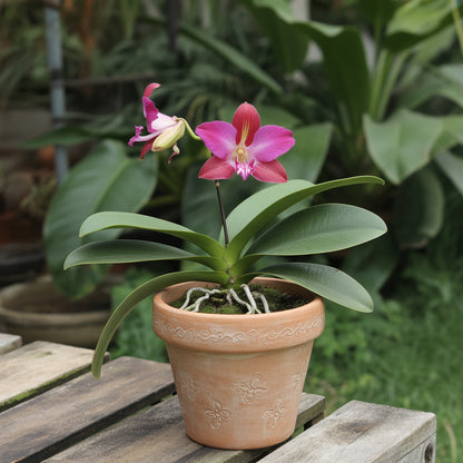 Bauhinia Galpinii Red Orchid Seeds for Planting