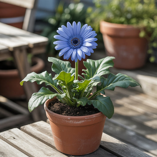 Blue Gerbera Daisy Seeds for Planting , Vibrant Blooms for Your Garden