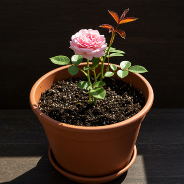 Doppelte Freude Rosen-Hybride-Tee-Samen für die Gartenpflanzung