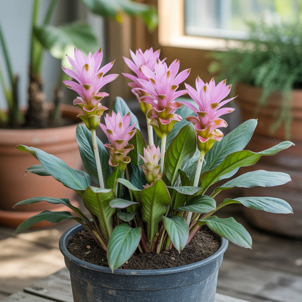Curcuma Pink Flower Seeds for Planting - Elevate Your Garden