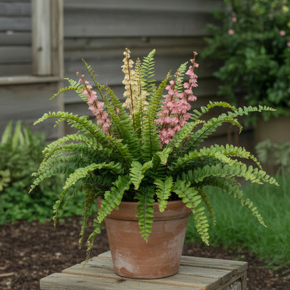 Mixed Colour Fern Seeds for Gorgeous Garden Growth