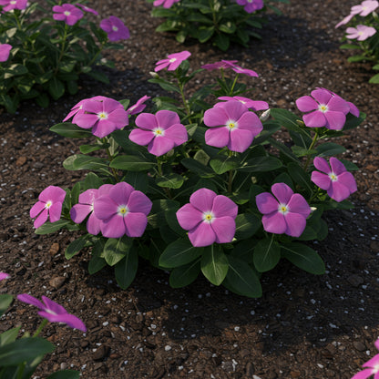 Vinca Baby Pink Seeds - Easy Planting for Beautiful Blooms