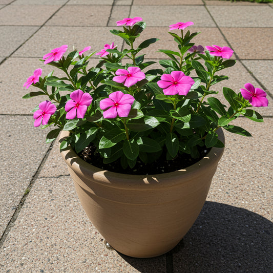 Vinca Baby Pink Seeds - Easy Planting for Beautiful Blooms