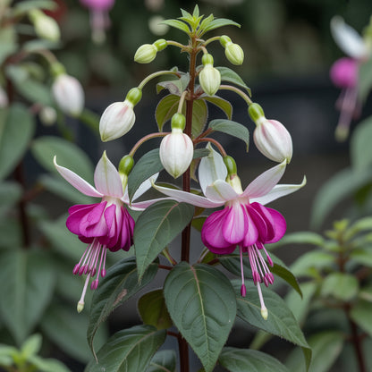 Fuchsia Seeds - Purple Double Petals for Beautiful Garden Planting