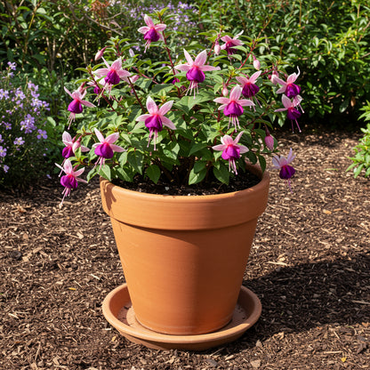 Fuchsia Seeds - Purple Double Petals for Beautiful Garden Planting