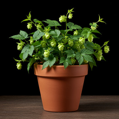 Tips for Planting Green Hop Flower Seeds