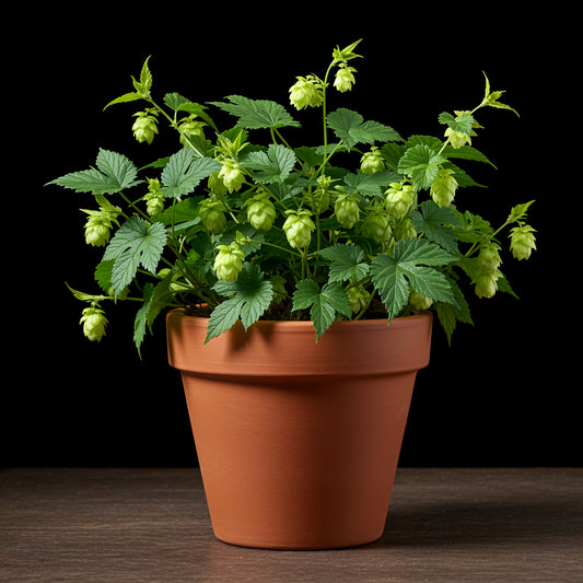 Tips for Planting Green Hop Flower Seeds