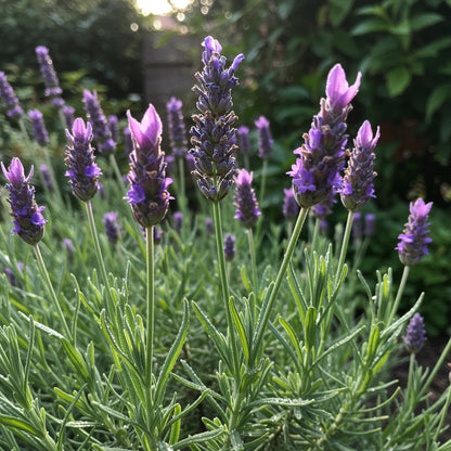 Blue Lavender Munstead Seeds for Planting