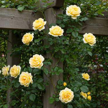 Yellow White Climbing Rose Flower seeds for Planting - Wildflower Mix, Heirloom & GMO Free Seeds for Home Garden