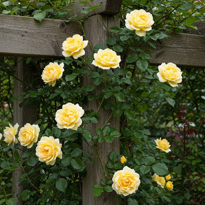 Yellow White Climbing Rose Flower seeds for Planting - Wildflower Mix, Heirloom & GMO Free Seeds for Home Garden