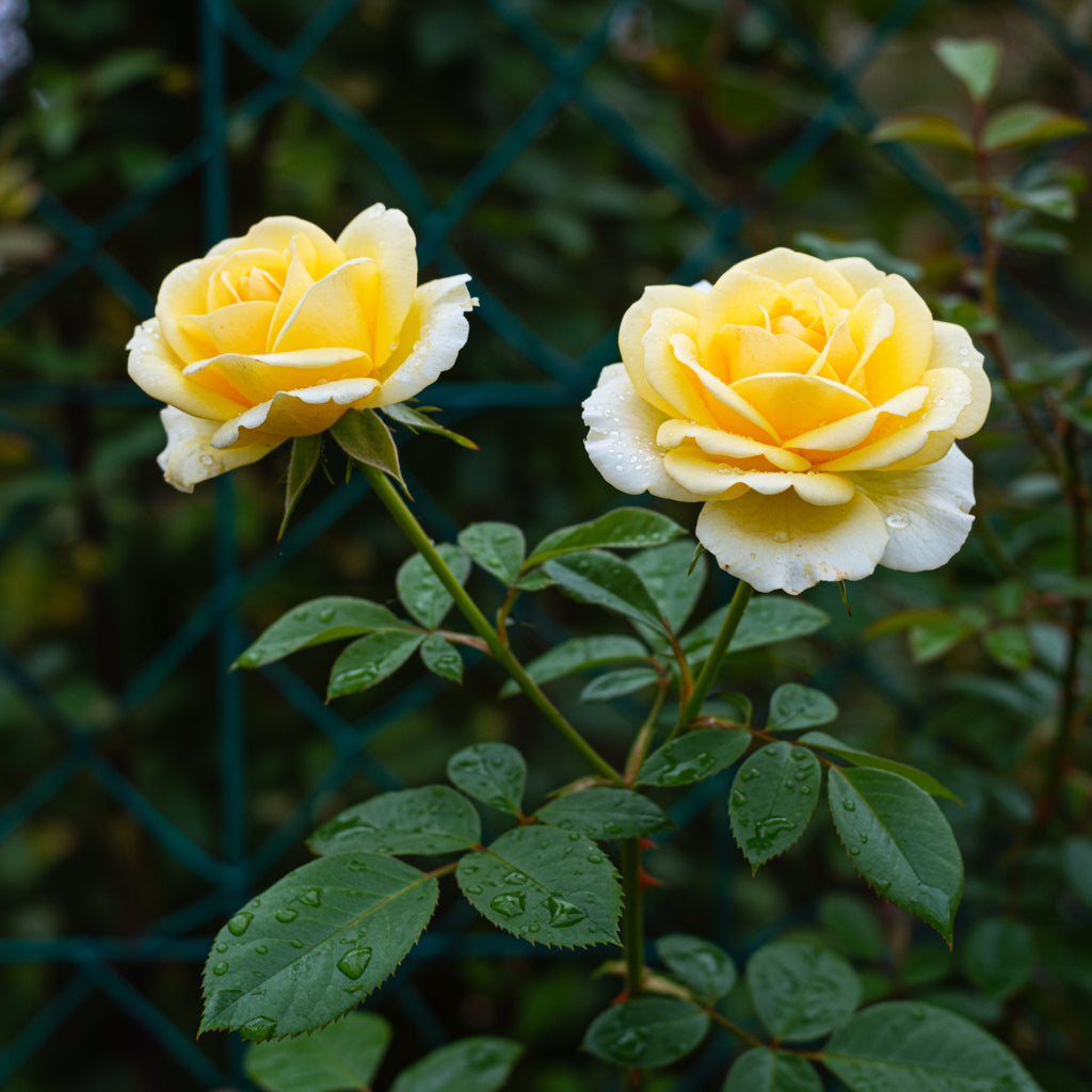 Yellow White Climbing Rose Flower seeds for Planting - Wildflower Mix, Heirloom & GMO Free Seeds for Home Garden