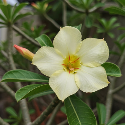 Light Lemon Adenium Flower Seeds for Vibrant Planting