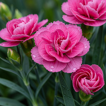 Pink Double-Flowered Dianthus Seeds for Easy Planting