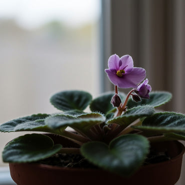 Mini African Violet Seeds for Indoor & Outdoor Planting - Easy to Grow