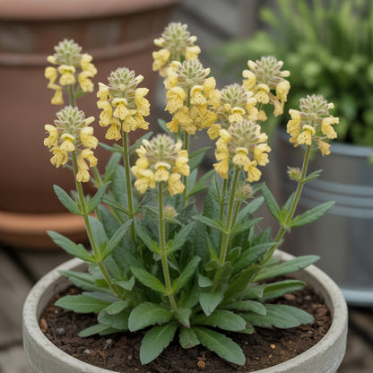 Yellow Rattle Flower Seeds for Planting