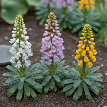 Yellow Rattle Flower Seeds for Planting
