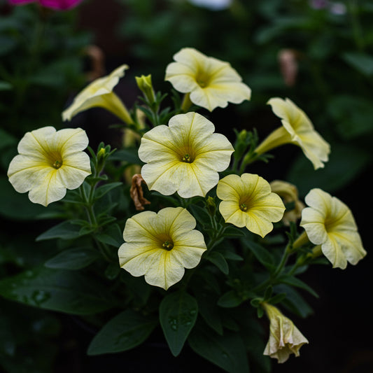 Light Yellow Petunia Seeds for Planting  Annual Blooms