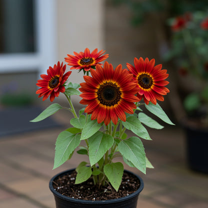 mini sunflower seeds for planting Buy Red Mini Sunflower Seeds for Garden Planting – Pure Asia Seeds