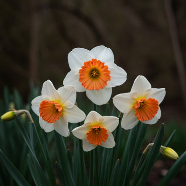 Daffodil Seeds for Planting: White and Red Blooms