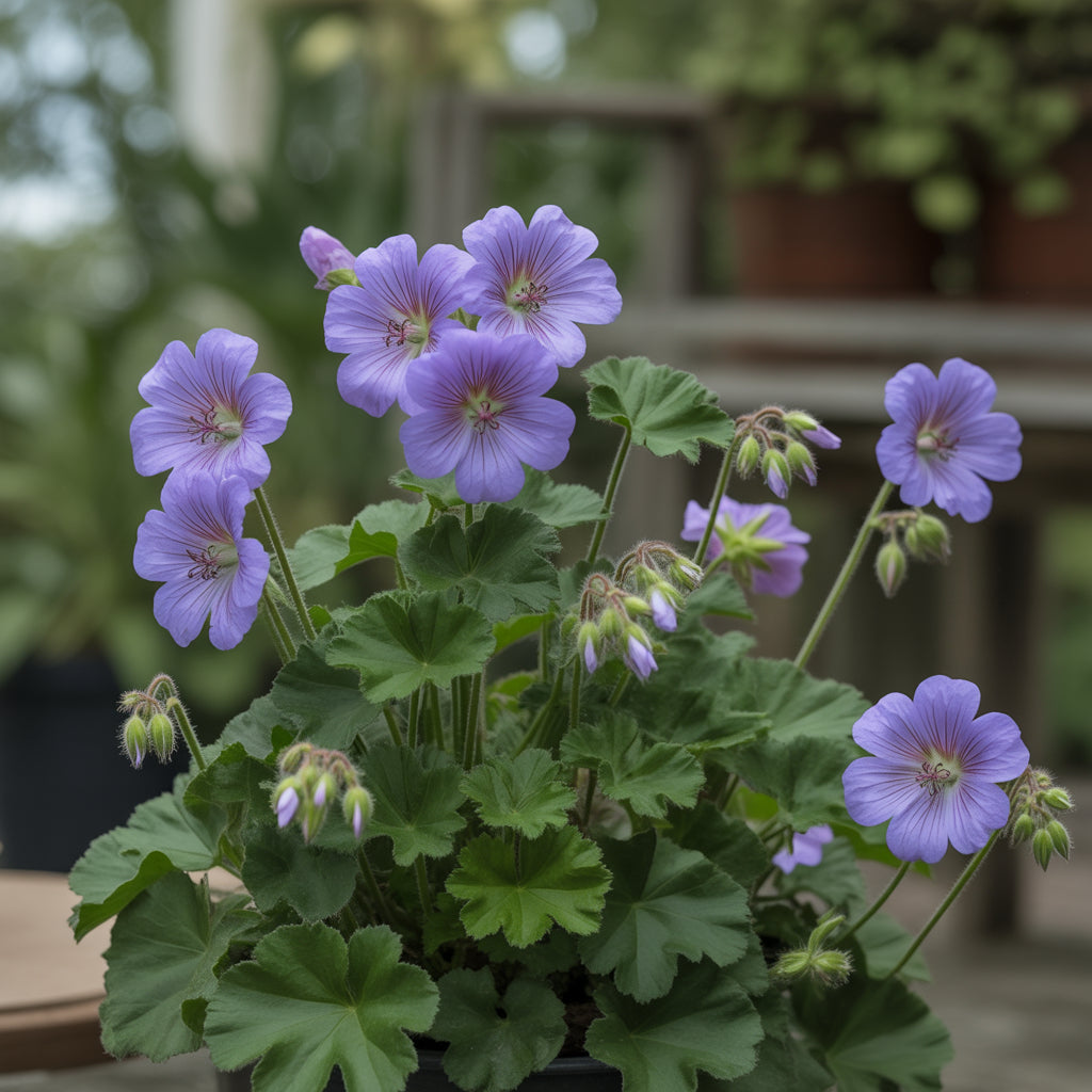 Violet Climbing Geranium Seeds for Planting  Enhance Your Garden