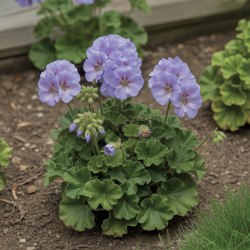 Violet Red Geranium Flower Seeds for Planting - Vibrant Garden Blooms