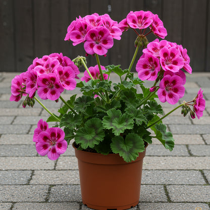 Dark Pink Black Geranium Flower Seeds for Planting - Vibrant and Elegant