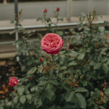 Rose Flower Seeds for Planting - Red and Yellow Blooms for a Colorful Garden