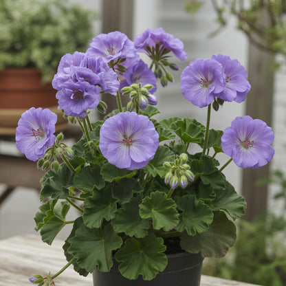 Purple Geranium Flower Seeds for Planting - Vibrant Garden Blooms