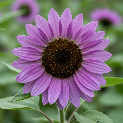 Violet Mini Sunflower Seeds  Ideal for Planting in Gardens
