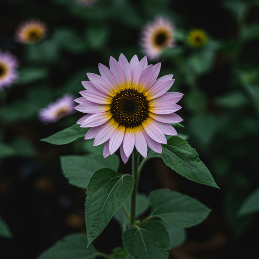 Violet Mini Sunflower Seeds  Ideal for Planting in Gardens