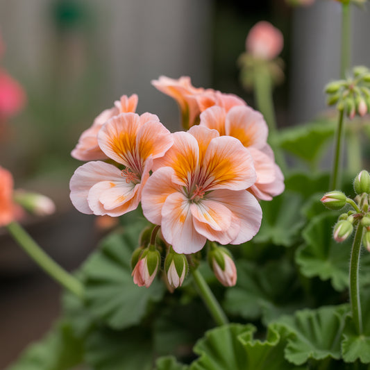 Light Orange Geranium Seeds for Planting - Vibrant Flower Garden Addition
