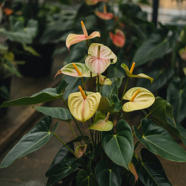 Yellow Anthurium Flower Seeds - Perennial Seeds for Indoor & Outdoor Planting