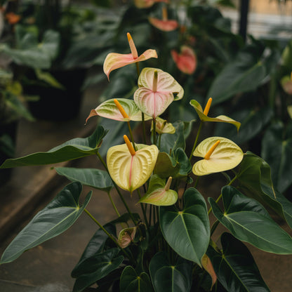 Yellow Anthurium Flower Seeds - Perennial Seeds for Indoor & Outdoor Planting