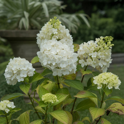Vanilla Strawberry Hydrangea Seeds for Planting - Beautiful Blooms for Your Garden