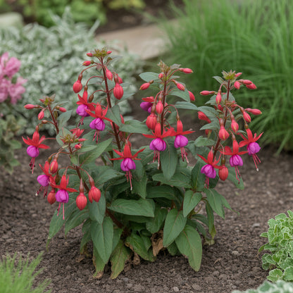 Fuchsia Flower Seeds for Planting - Vibrant Red Annuals for Your Garden